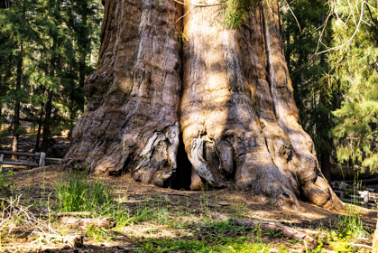 general-sherman_1238983416